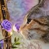 bellachu_luvs